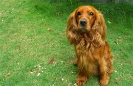 波浪卷小可爱：柯卡和查理王子小猎犬，史宾格有哪些不同？