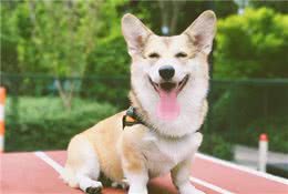 内行人提示：记住这5点，包你选到一只好狗