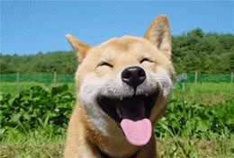 秋田犬被誉为日本最好的看守之一，究竟有什么独特之处？