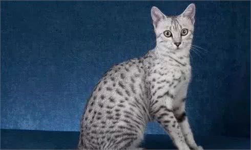 埃及猫详解