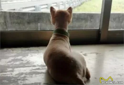 主人给家里的狗狗剪毛，剪完以后……狗砸：脖子怎么有点儿凉？