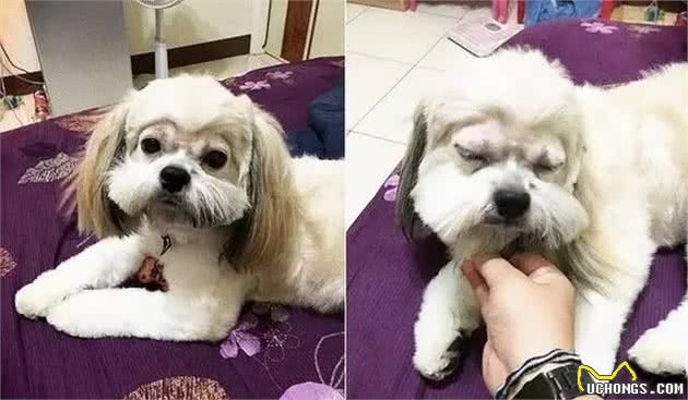 主人给家里的狗狗剪毛，剪完以后……狗砸：脖子怎么有点儿凉？
