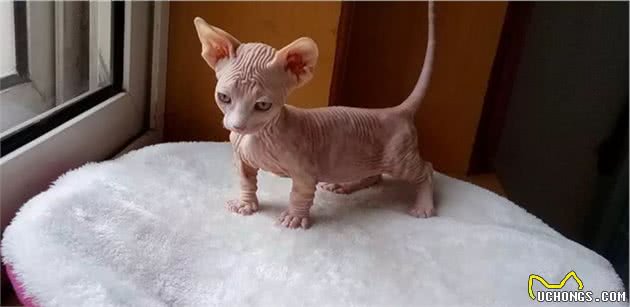 毛过敏者的福音，这支活跃的小精灵也可以征服你-柯尼斯卷毛猫