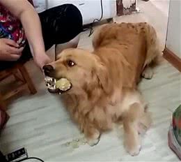 在训犬问题中，狗狗护食是最让人头疼的，铲屎官又该如何纠正呢？