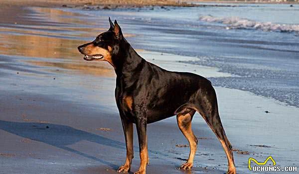 全球公认，最勇敢帅气的护卫犬—杜宾犬和罗威纳犬，你喜欢哪种