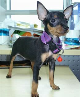 小鹿犬好养吗？小鹿犬有哪些缺点？