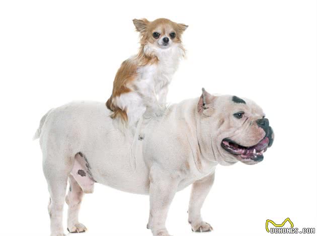 恶霸犬真的很凶恶吗？看完介绍你就明白了