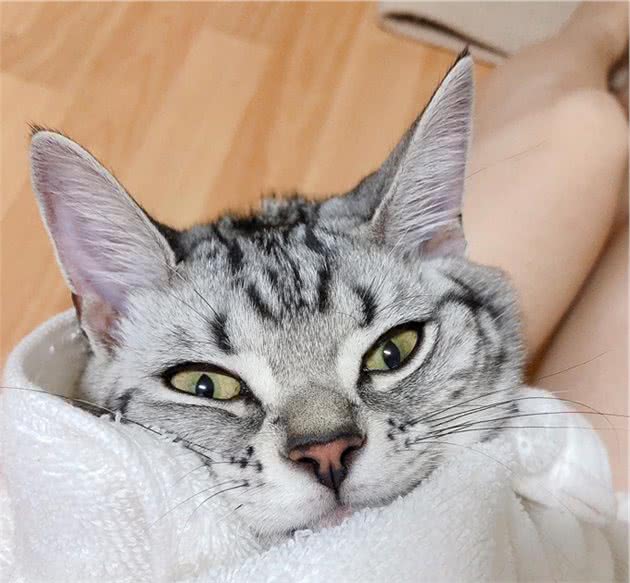 担心养猫不卫生？只要够勤快，养什么宠物都不会让家里变得脏乱差