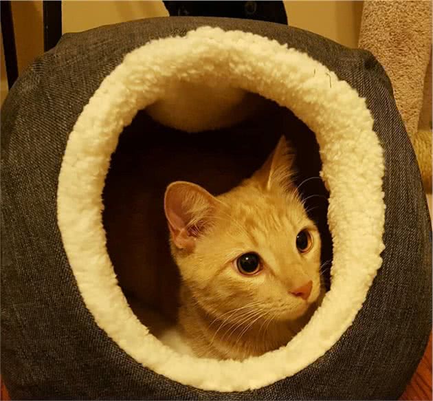 担心养猫不卫生？只要够勤快，养什么宠物都不会让家里变得脏乱差