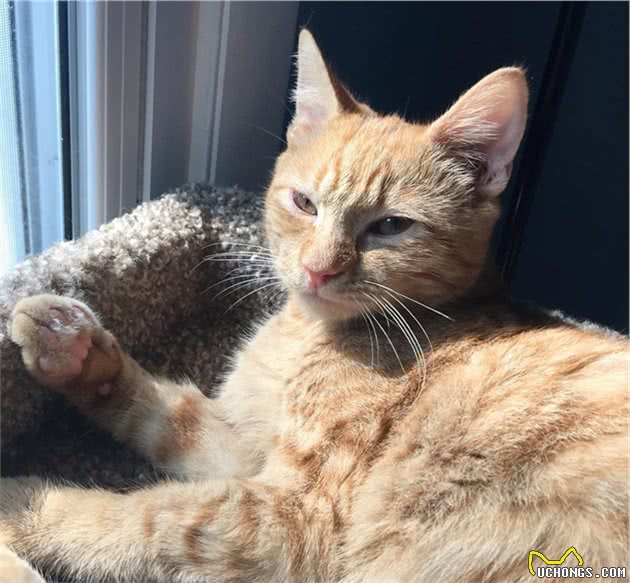 担心养猫不卫生？只要够勤快，养什么宠物都不会让家里变得脏乱差