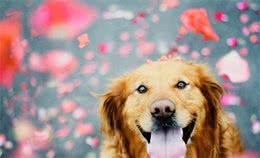 一只狗真正过得“幸福”，就有这些特征