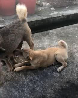 两只狗狗抢着奶喝，狗妈一路躲避，路人：哪个才是亲生的？