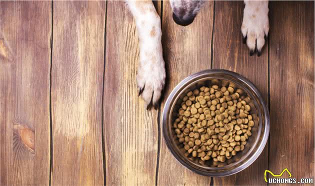 狗狗对食物过敏怎么办？找准过敏原，及时治疗才是关键