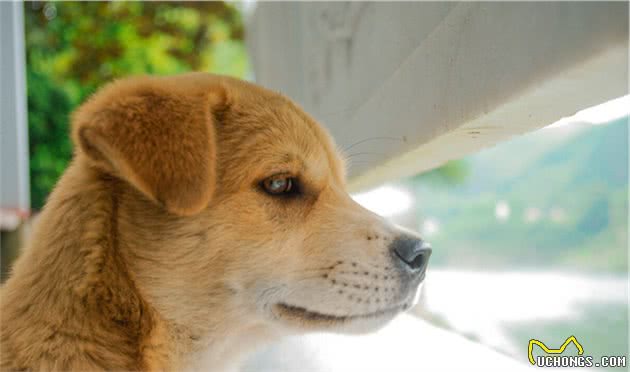5种宠物狗才是真正的本土犬种，受欢迎度不输外国狗，你认识几种