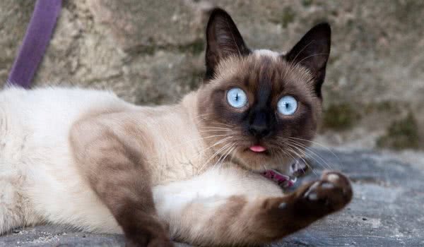 猫咪爱不爱叫，除了跟性格有关外，和品种也有很大的关系！