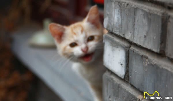 猫咪爱不爱叫，除了跟性格有关外，和品种也有很大的关系！