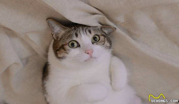 猫咪爱不爱叫，除了跟性格有关外，和品种也有很大的关系！