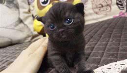 猫咪爱不爱叫，除了跟性格有关外，和品种也有很大的关系！