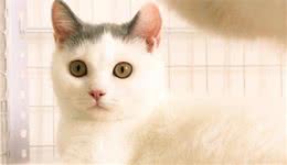 英国短毛猫的种类特别多，哪种是你的心头爱？最爱橘色“金胖子”