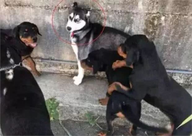 二哈散步偶遇罗威纳犬，还未出手就被吓到腿软，可怜又好笑！