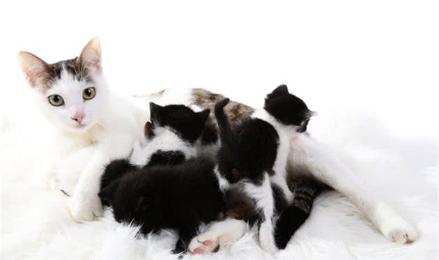 养公猫好还是母猫好？这些对比，一目了然