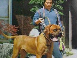 世界十大凶犬—相扑獒犬，土佐犬