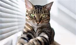 不知道养什么品种的新手铲屎官，这4种短毛猫，不来了解一下？