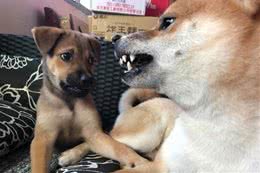 以为捡到土狗！养5个月体型光速超越柴犬哥　一查资料是高山犬
