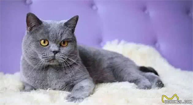 世界十大最温顺的猫排名，你想养哪只？