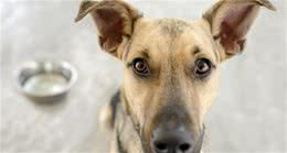 养宠经验分享：狗狗耳螨多怎么办