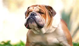 英国斗牛犬吃什么狗粮好？