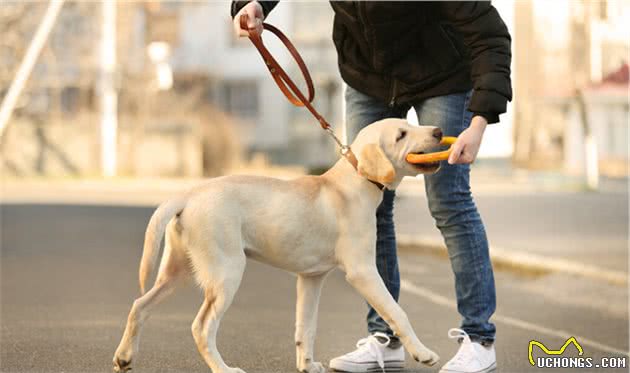 为什么这么多人养拉布拉多犬？与这6个原因分不开