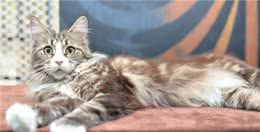 养它等于养了只“老虎”？世界上最大的猫咪：缅因猫