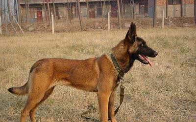 马犬为什么能成为警犬？这7个原因，太优秀了