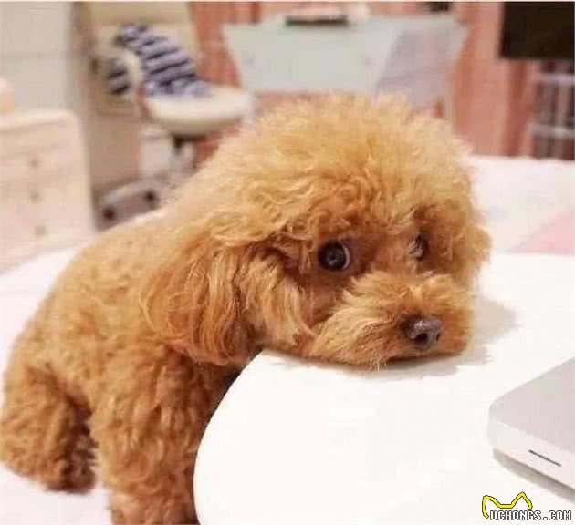 日常科普—泰迪犬