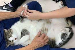 医院狸花猫的身材庞大，被路人误认成怀孕母猫后，只好贴出告示