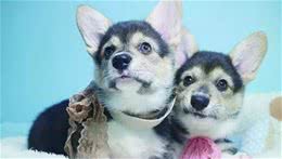 商业化克隆犬背后的科学问题