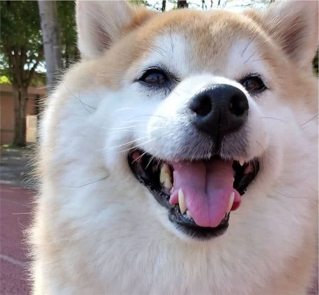 柴犬干货整理，如何正确评价柴犬品相