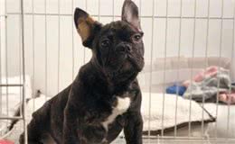 纯种法国斗牛犬的特点，学会区分，少走一些弯路