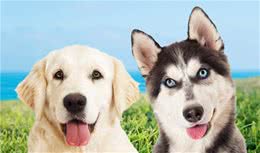 母犬的阴道增生和脱出