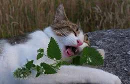 见过狗界“猫薄荷”吗？狗狗出现上瘾行为，主人需要及时干预