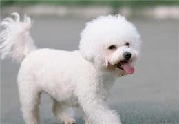 比熊犬向你“示好”的几个动作，做得越多，说明越爱你