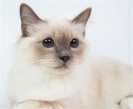 温柔又体贴的喵星人，非常适合女孩子饲养！