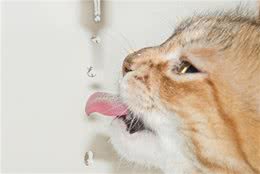 猫老是蹲坑但拉不出来是怎么回事？