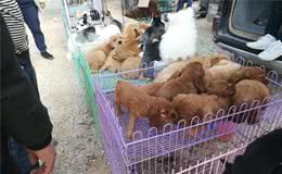 我钱不多，但想养狗，养什么狗好？