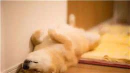 狗狗为什么老爱睡觉？