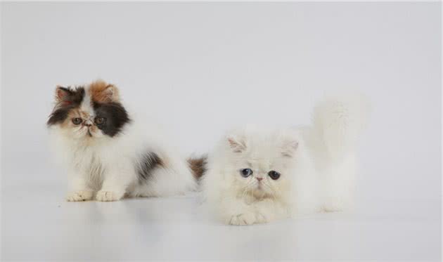 宠物猫品种多而价格贵，因乖巧好养适于大众家庭，宠物猫饲养方法