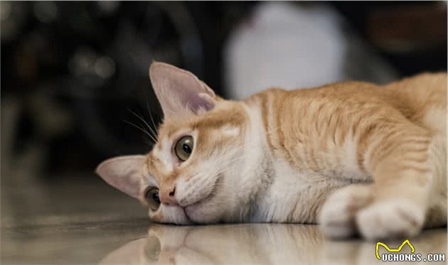 宠物猫品种多而价格贵，因乖巧好养适于大众家庭，宠物猫饲养方法