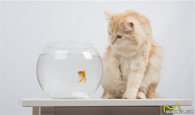 宠物猫品种多而价格贵，因乖巧好养适于大众家庭，宠物猫饲养方法