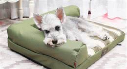 给狗子剪指甲的那点儿事儿